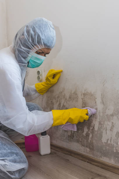 Reliable Salina, KS Mold Removal Solutions
